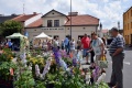 6. Festiwal Róż