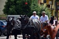 8. Festiwal Róż w Łasku 