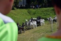 8. Festiwal Róż w Łasku 
