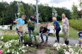 Dama Łasku rośnie już w różanym ogrodzie 