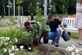 Dama Łasku rośnie już w różanym ogrodzie 