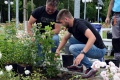 Dama Łasku rośnie już w różanym ogrodzie 
