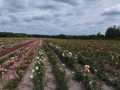 Para prezydencka na różanej plantacji 